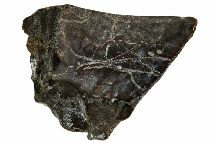 Fossil Dinosaur (Triceratops) Shed Tooth - Montana #332611